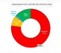 Fish catches by species in Peru 2022