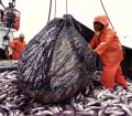 Industrial fishing in Peru