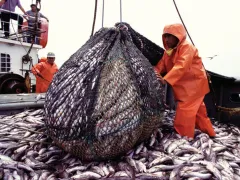 Industrial fishing in Peru