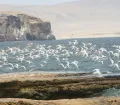 Paracas National Reserve, Ica, Peru