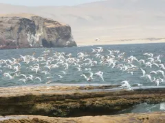 Paracas National Reserve, Ica, Peru