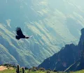 Colca Canyon in Peru