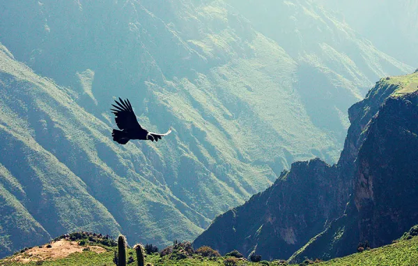 Colca Canyon in Peru Colca Canyon in Peru