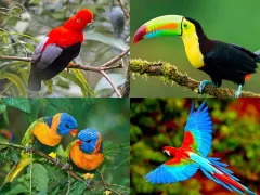 The Manu National Park is also a birdwatcher's paradise: over 1,000 different bird species, about 10% of all bird species worldwide, can be observed here.