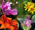The Manu National Park has an incomparable diversity of plant species. Over 20,000 plant species are already identified and regularly new species are discovered. 