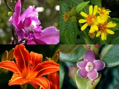 The Manu National Park has an incomparable diversity of plant species. Over 20,000 plant species are already identified and regularly new species are discovered. 