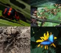 The Manu National Park as well is a paradise for insects; till today, for example, over 1300 butterfly species, about 650 beetle species, more than 300 ant species and over 130 dragonfly species has been identified and more species are discovered regularl