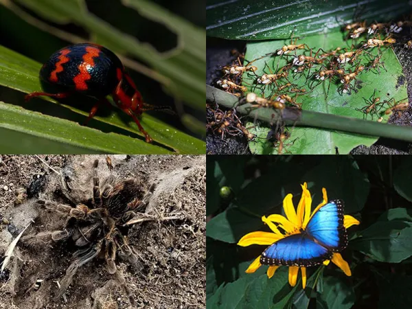 The Manu National Park as well is a paradise for insects; till today, for example, over 1300 butterfly species, about 650 beetle species, more than 300 ant species and over 130 dragonfly species has been identified and more species are discovered regularl