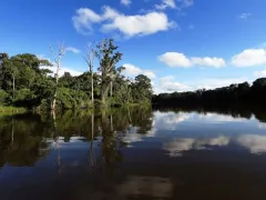 Typical landscape in the lowlands of the Manu National Park