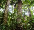 Tropical vegetation in the Manu National Park
