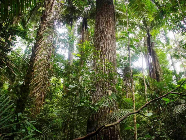 Tropical vegetation in the Manu National Park