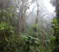 Cloud forest in the Manu National Park