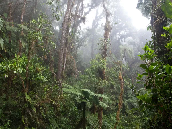 Cloud forest in the Manu National Park