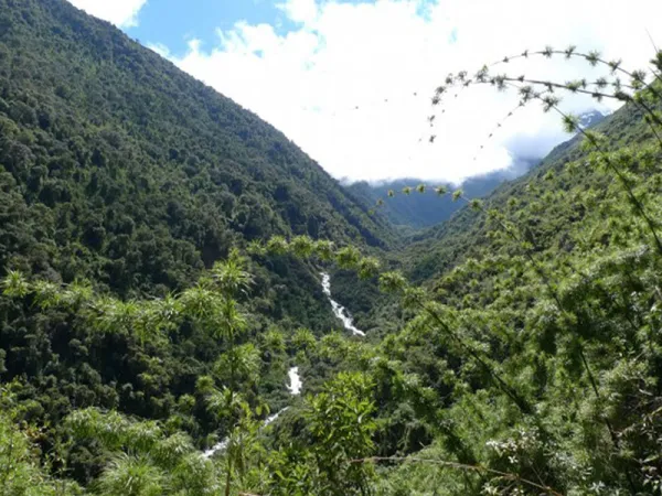 Vegetation in the Andean highlands of the Manu National Park.