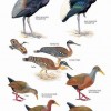 Birds of Peru - Page 120