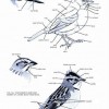 Birds of Peru - Page 025