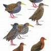 Birds of Peru - Page 122