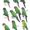 Birds of Peru - Page 172