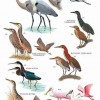 Birds of Peru - Page 076