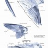 Birds of Peru - Page 026