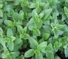 Oregano