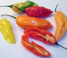 Peruvian Aji Limo