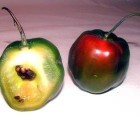 Peruvian Rocoto