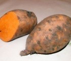 Peruvian Camote