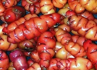 Peruvian Oca