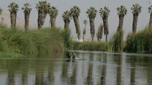 Los Pantanos de Villa in Lima