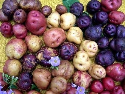 Papa - Peruvian Potatoes