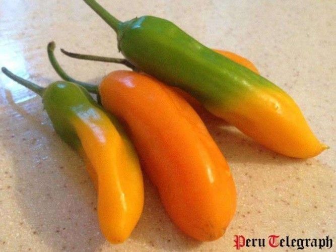 Peruvian Aji Amarillo