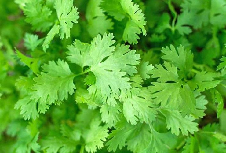 Cilantro is the most used herb in Peruvian cuisine