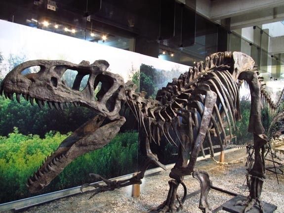 Natural History Museum of the University Ricardo Palma in Lima