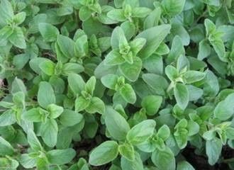 Oregano