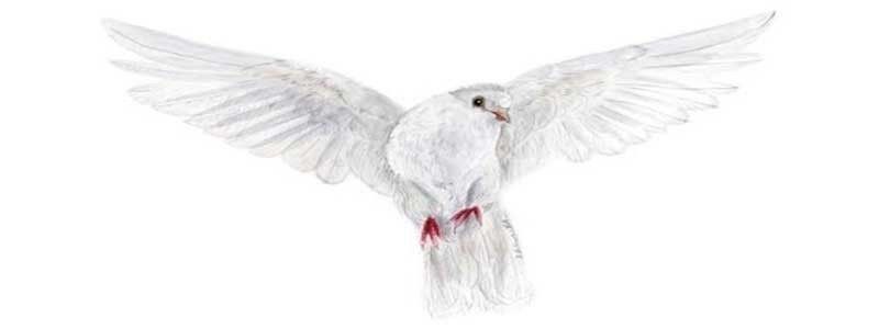 The Grateful Dove