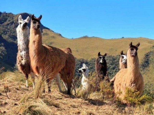 National Alpaca Day – Dia Nacional del Alpaca