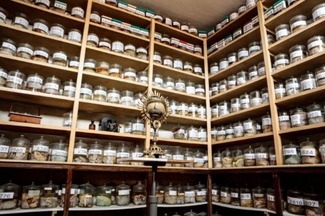 Neuropathology Museum - The Brain Museum