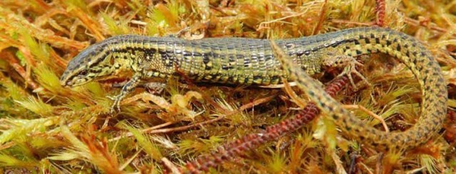 New lizard species discovered in Peru