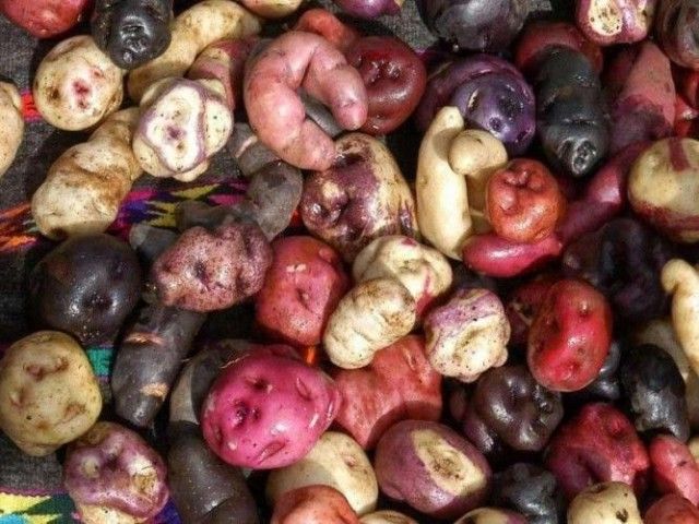 Peru’s National Potato Day – Dia Nacional de la Papa