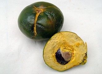 Lucuma