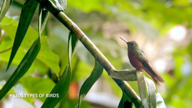 Peru Nature - PromPeru promotional Video