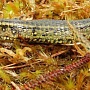 New lizard species discovered in Peru